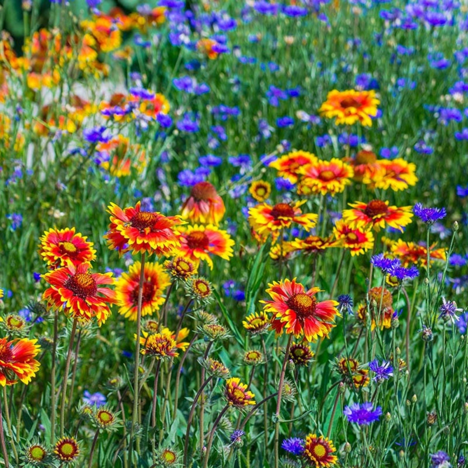 All Perennial Wildflower Seeds Mix – Native Colorful Varieties for Pollinators and Gardens