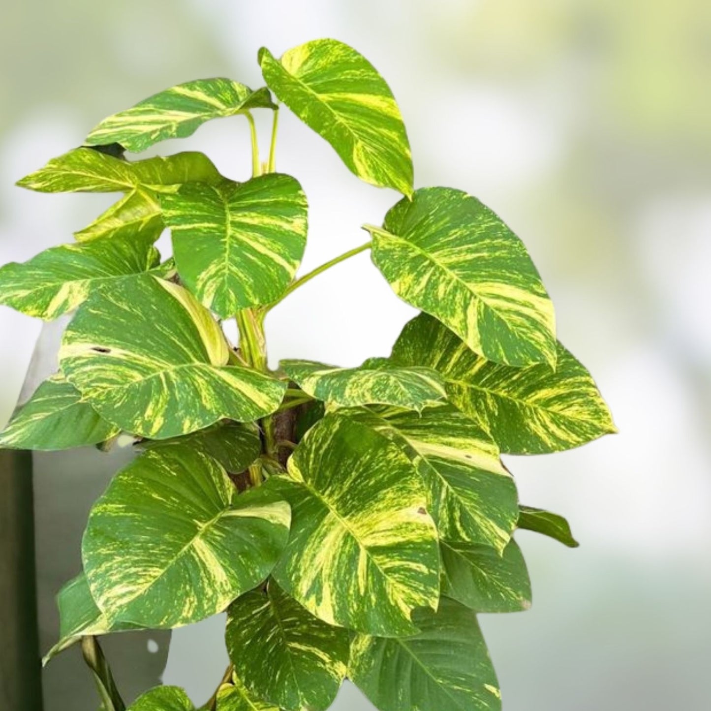 Giant Hawaiian Green Pothos Vine Cuttings 6-8" – Devil's Ivy Epipremnum aureum, Indoor Plant, Houseplant, Green Trailing Plant