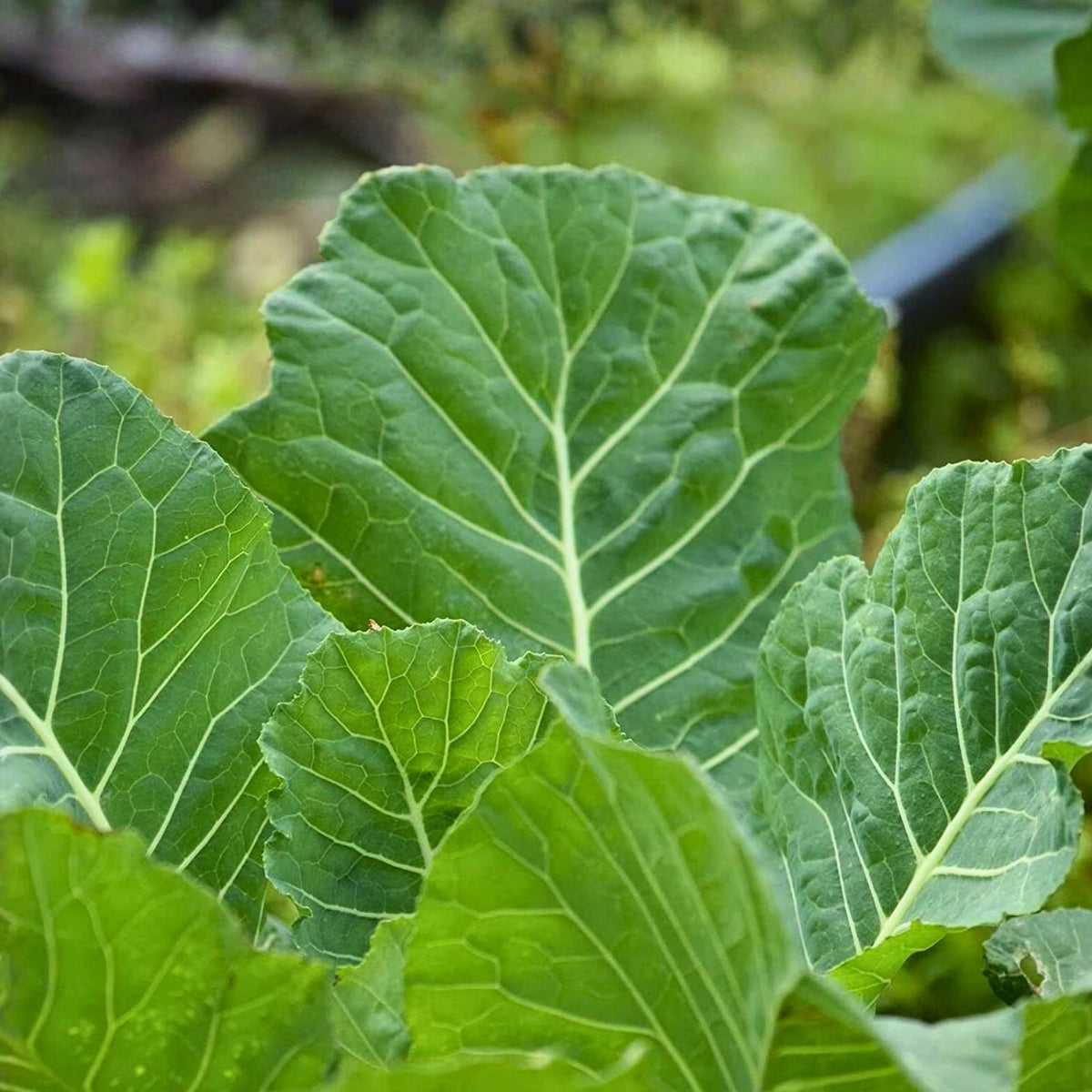 Collard Greens Seeds Vates Heirloom Non-GMO 1000 Seeds Brassica oleracea Vegetable Seed Pack
