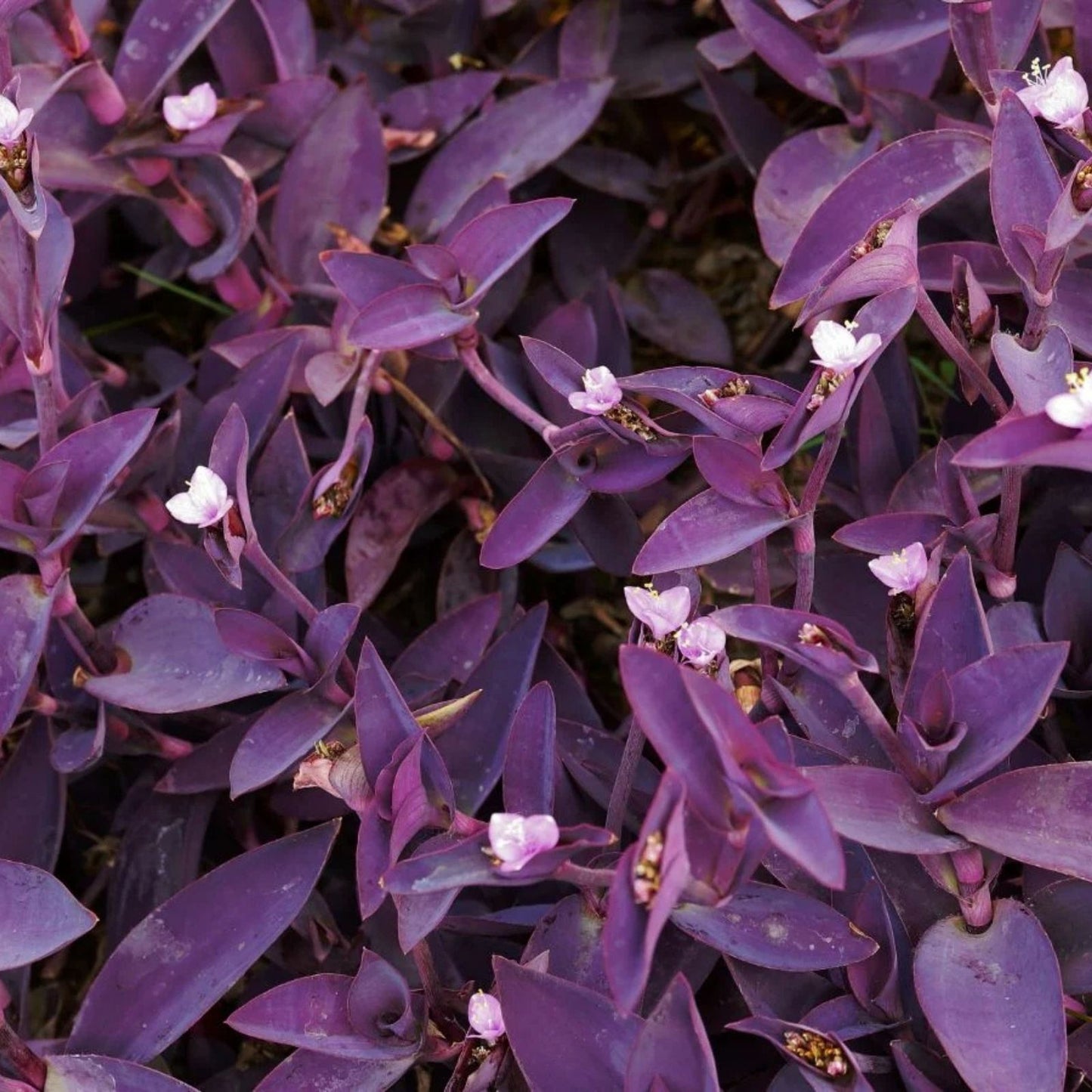 10 Live Purple Heart Wandering Tradescantia Pallida Plants – Easy Care Indoor Houseplants for Home Decor