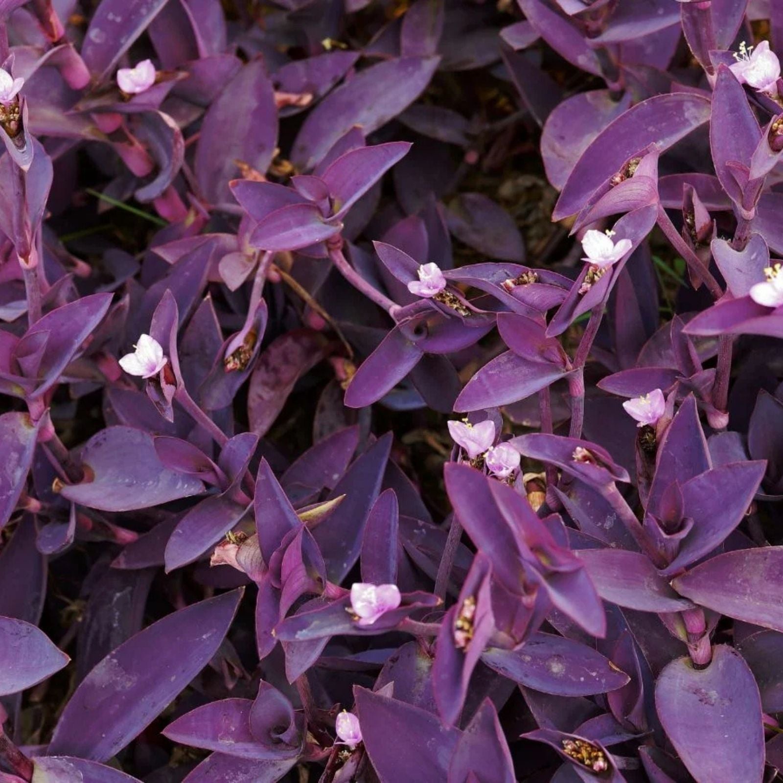 10 Live Purple Heart Wandering Tradescantia Pallida Plants – Easy Care Indoor Houseplants for Home Decor