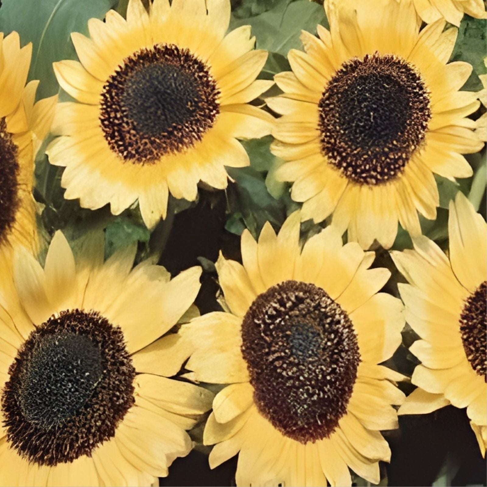 Lemon Queen Sunflower Seeds 50 Organic Helianthus annuus USA Grown Free Shipping