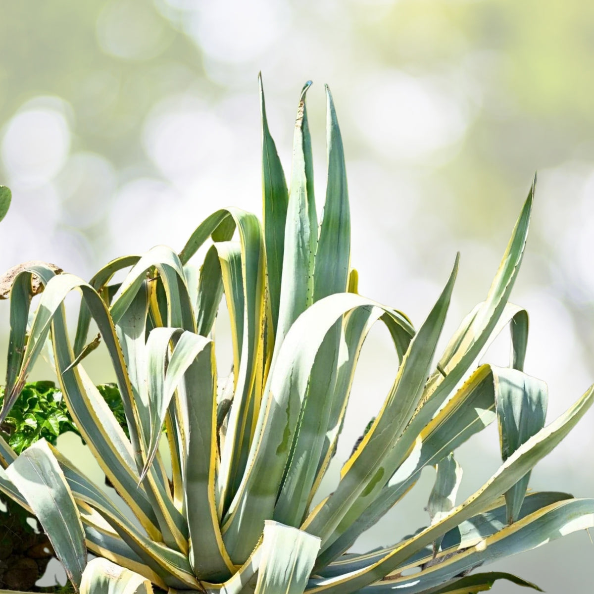 Variegated Agave Plant - Bare Root - Green and White Succulent - Agave americana