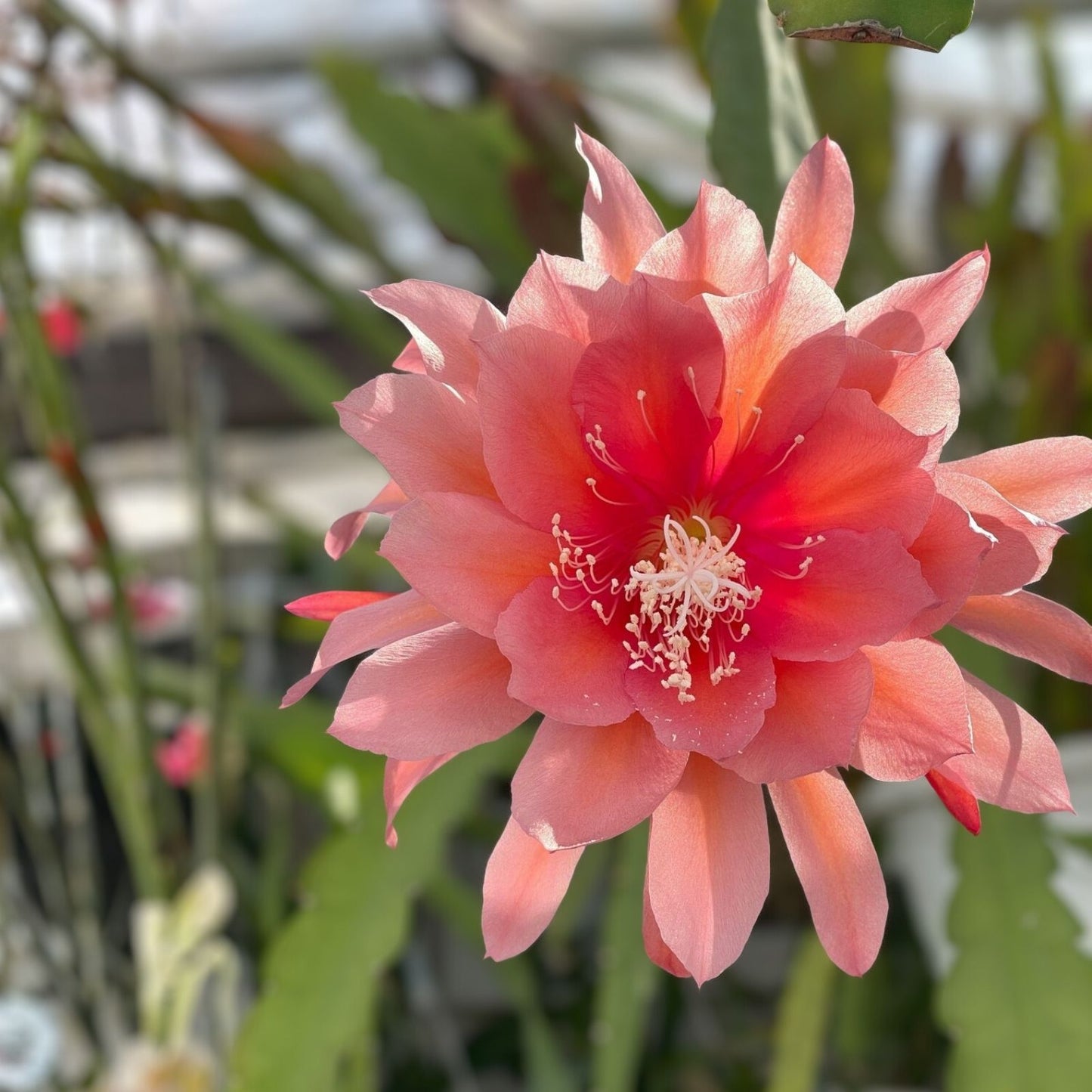 Epiphyllum Unrooted Cuttings Sibling Rivalry Variety 8-10 Inches Long for Gardening Propagation