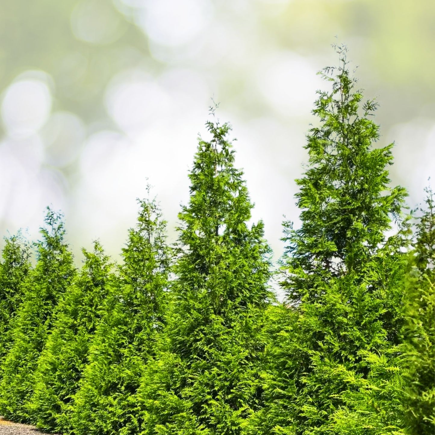 10 Green Giant Arborvitae Trees - Fast Growing Evergreen Privacy Shrub - Thuja Plicata - Deer Resistant - Bare Root