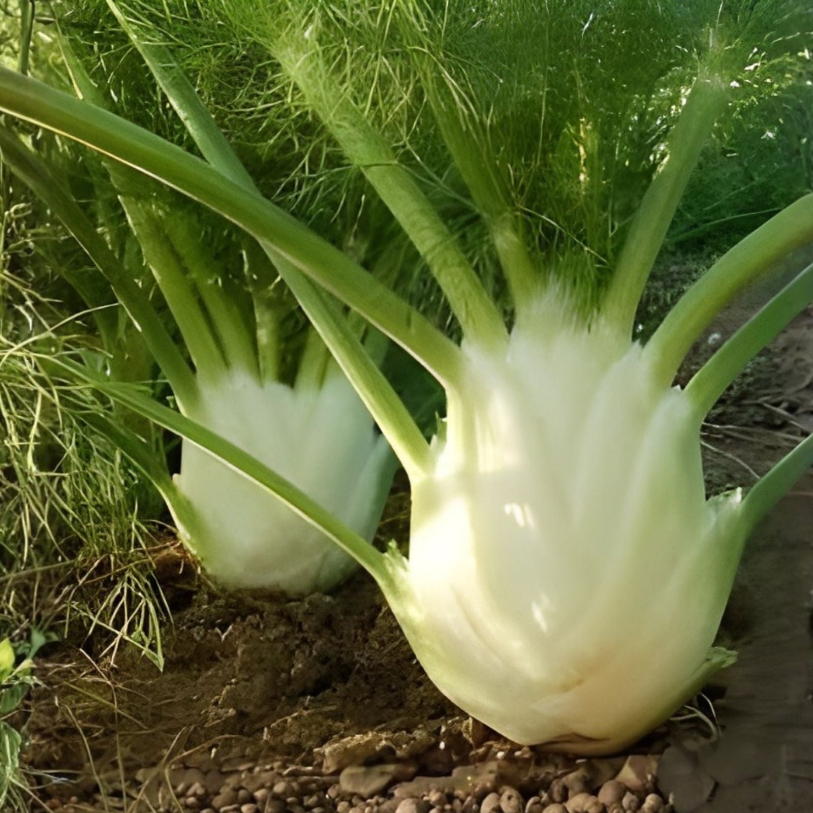 Live Starter Florence Fennel Plants Set of 2 – Organic Foeniculum vulgare, Full Sun, Well-Drained Soil