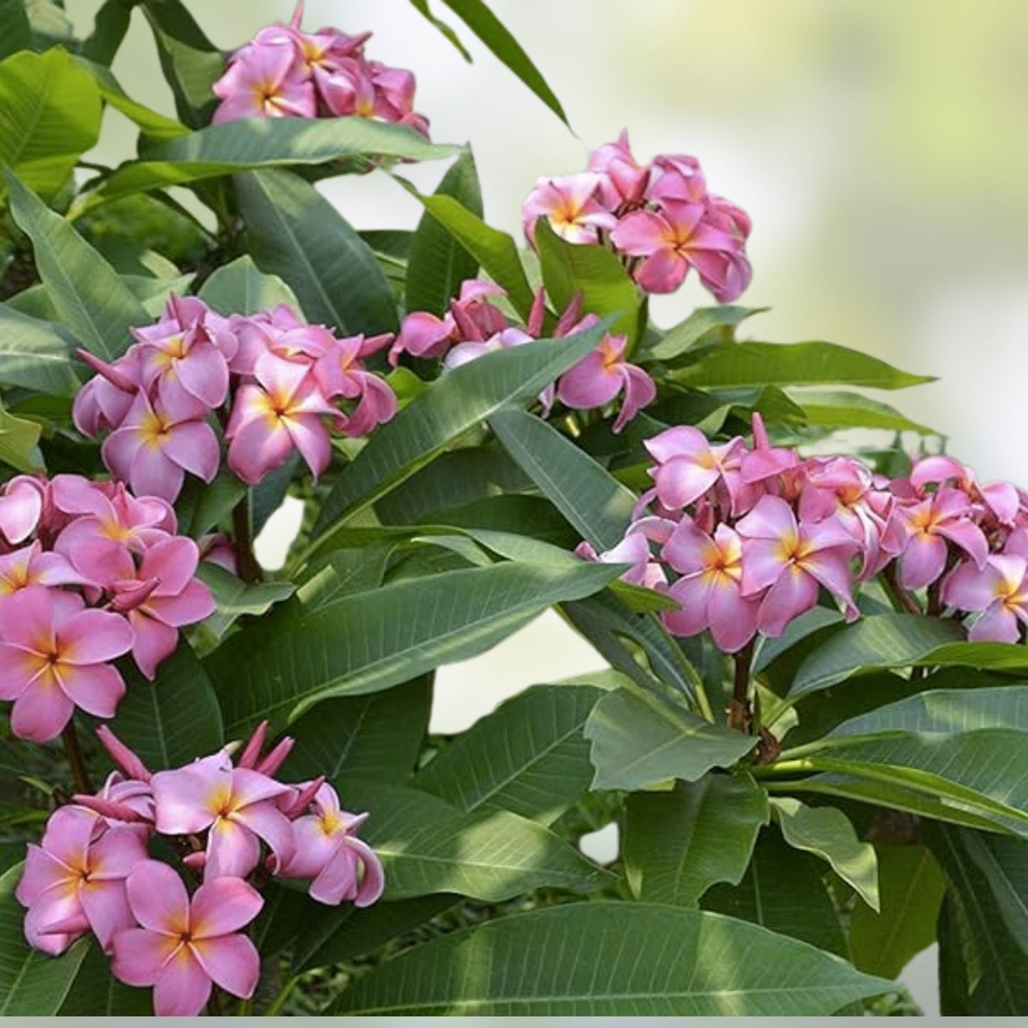Rooted Plumeria Plant Cutting - 12" Pink Frangipani with 1 Tip - Tropical Flowering Plant, Frangipani, Garden Decor