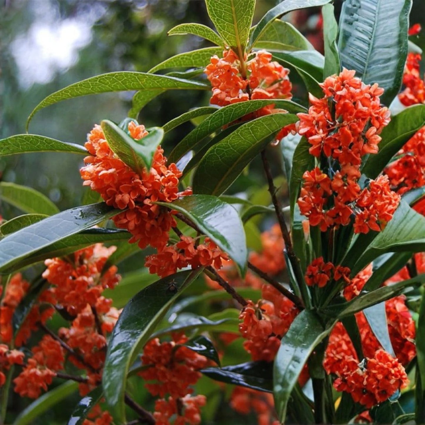 Beni Kin Mokusei Red Sweet Tea Olive Plant - Rooted Starter - Osmanthus fragrans - Fragrant Evergreen Shrub