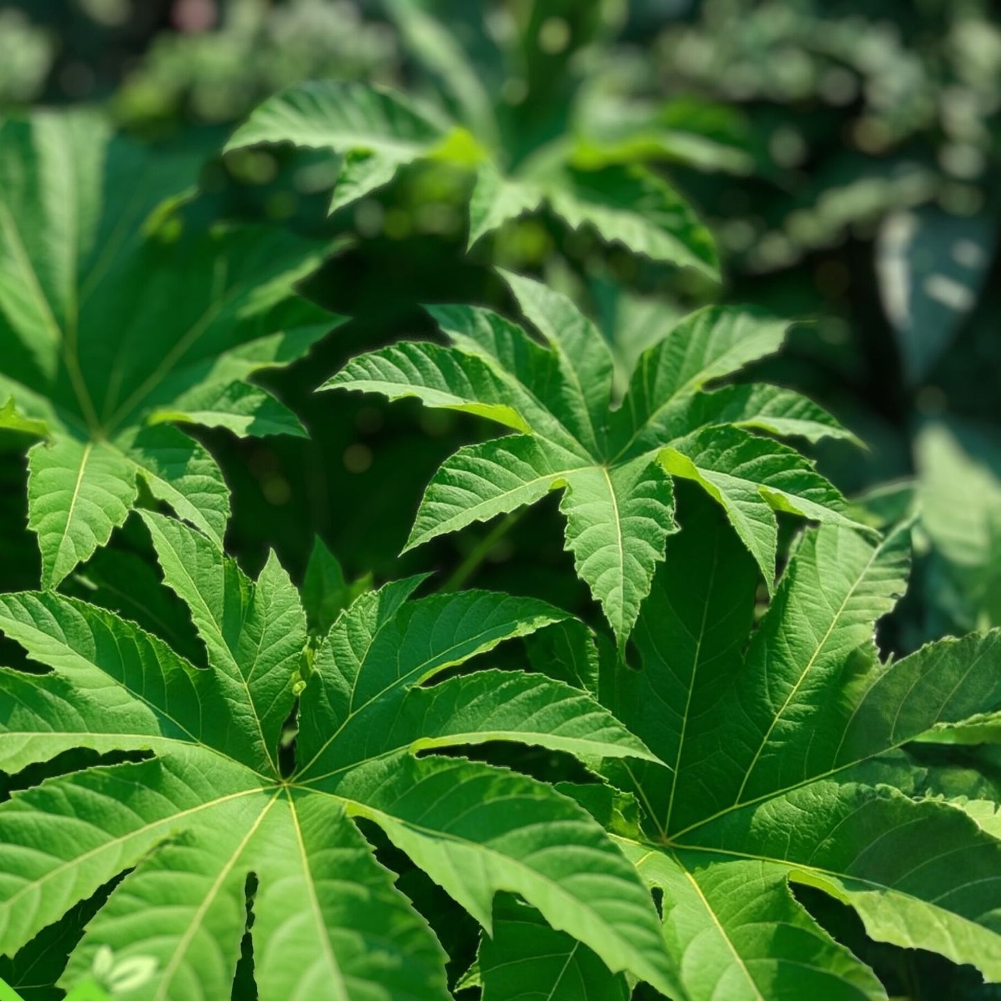 Giant Rice Paper Plant Seeds - 5 Seeds - Tetrapanax papyrifer - Tropical Foliage Garden Starter