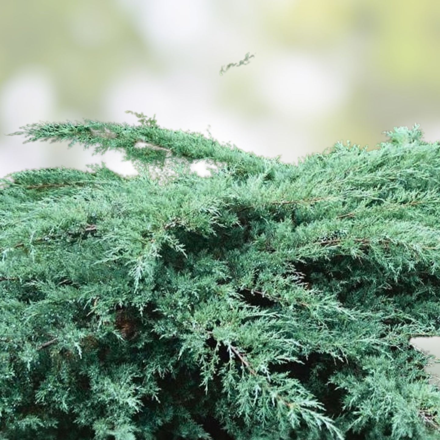 Juniper Hedge Plant Cuttings Set of 12 – Not Rooted Shrubs for Landscaping – Juniperus spp. – Zone 5-9