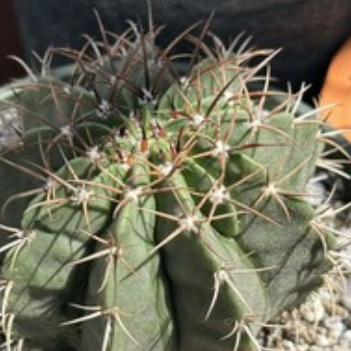 Haageocereus Pseudomelanostele Aurispinus Cactus 5-6" Bareroot, Unique Spines, Collector's Indoor Outdoor Plant