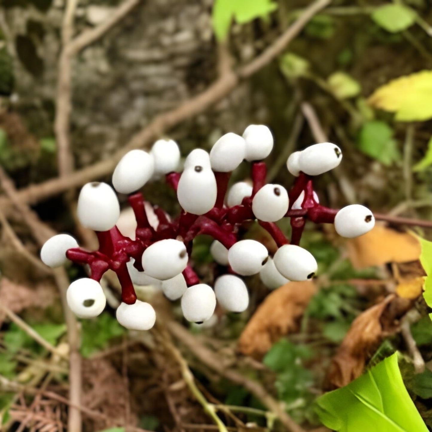 50 Red Baneberry Seeds for Planting, Native Perennial Wildflower Seeds, Actaea rubra, Garden Flower Seeds