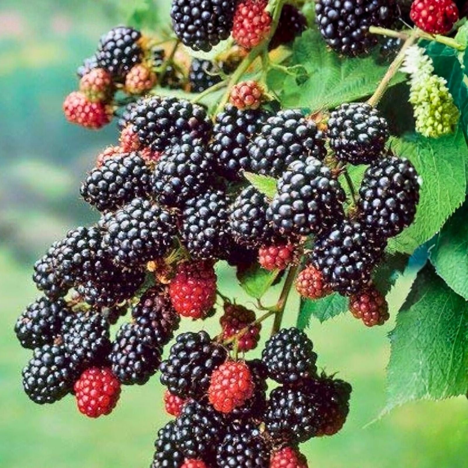 Southern Blackberry Plants 2-3ft Tall Live Roots Rubus fruticosus, Fast Growing Thornless Blackberry Bushes