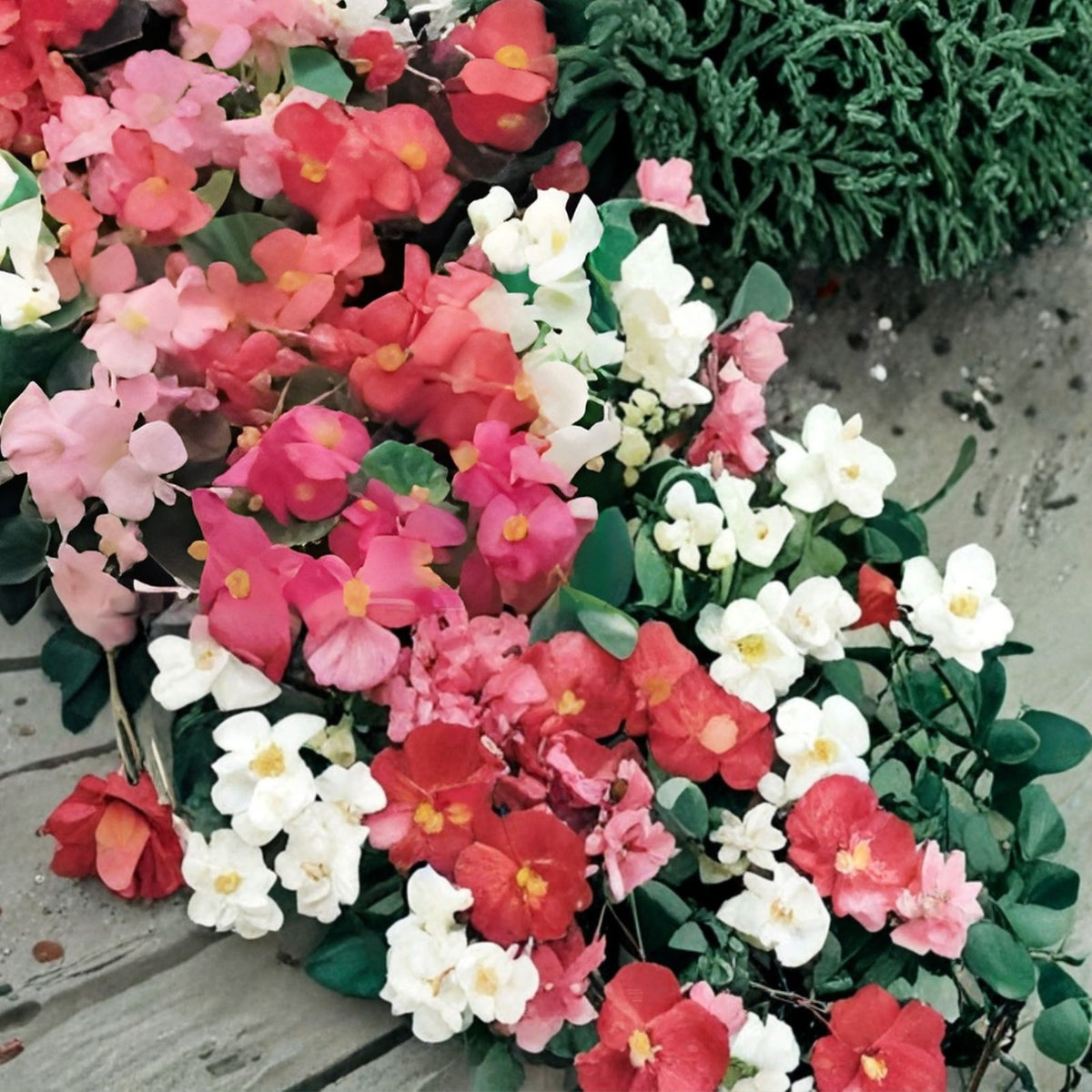 Begonia Seeds 45 or 125 Count Sunny Zing Variety Non-GMO Flower Seeds for Gardens and Containers Begonia semperflorens