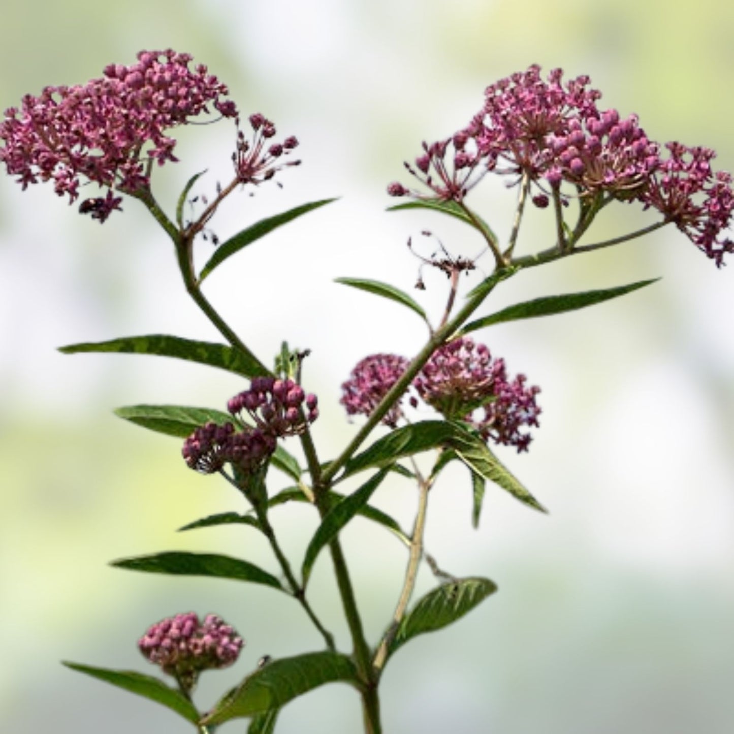 Swamp Milkweed Seeds 200 Pcs - Asclepias incarnata - Butterfly Garden Seeds for Monarch Butterflies