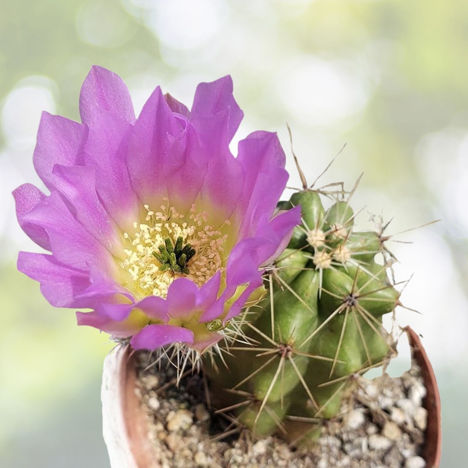 Strawberry Cactus Seeds - 25+ Vibrant Blooms - Echinocereus s. - Easy to Grow Succulent