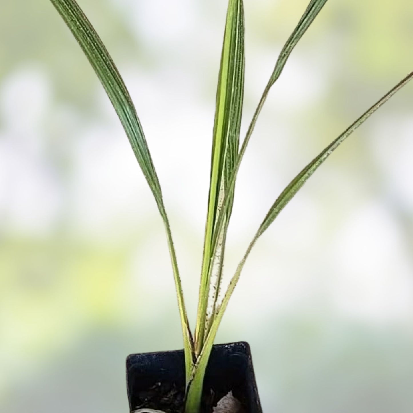 Medjool Date Palm Seedling 1.5+ Years Old Phoenix dactylifera Plant Sapling for Gardening and Landscaping
