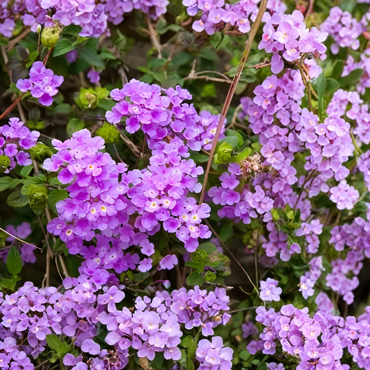 Colorful Purple Lantana Plant 6 in Pot - Lantana camara - Easy-to-Grow Ornamental Shrub for Garden & Pollinators