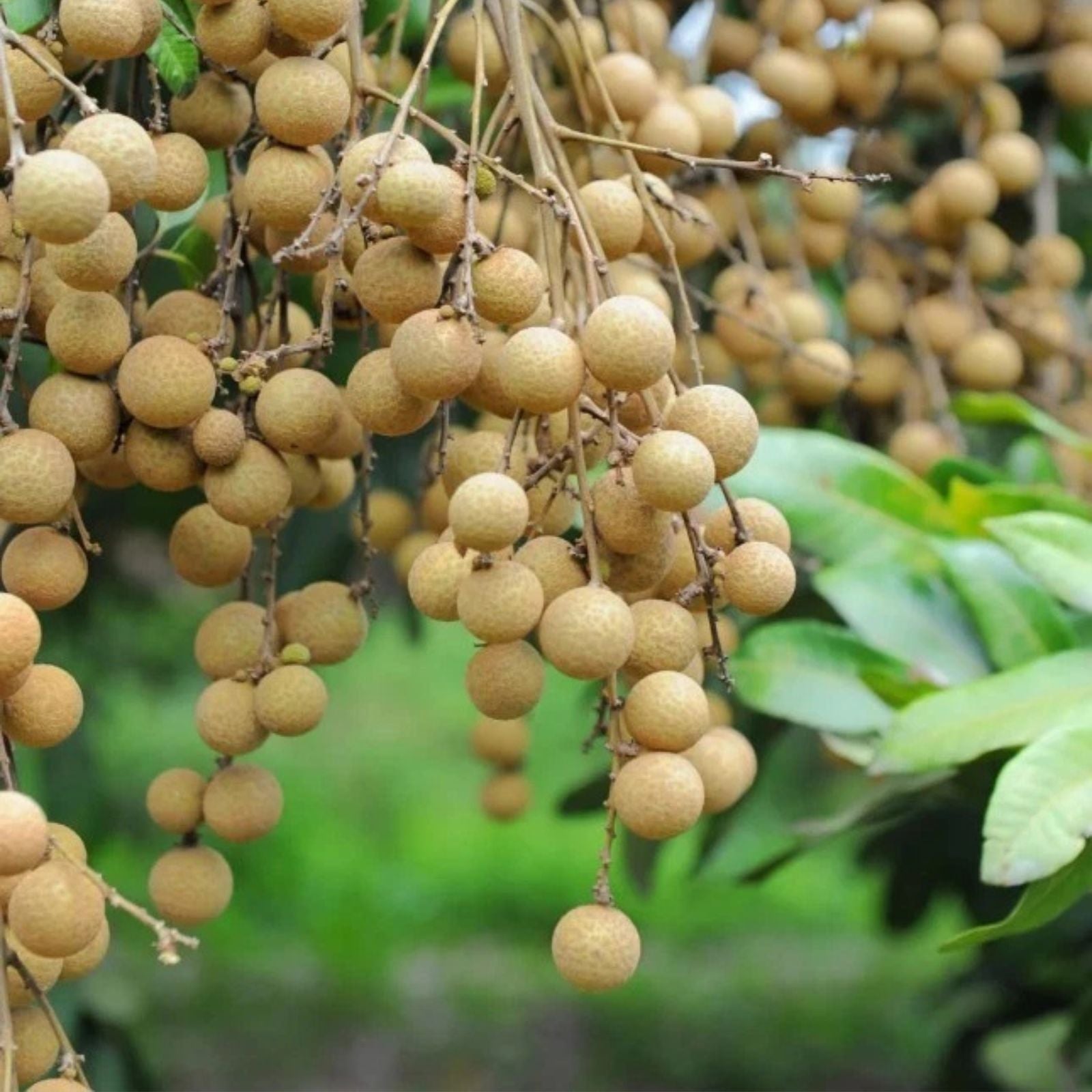 Longan Fruit Starter Plants Set of 2   Well Rooted 8 10" Tall Including 4" Pot   Dimocarpus longan