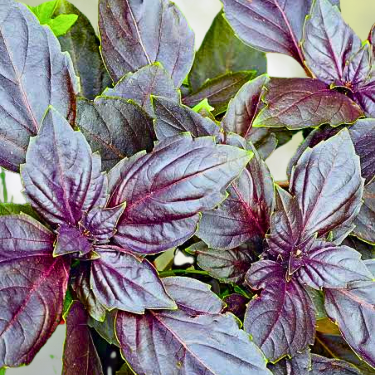 Basil Seeds 500 Count Purple Ruffles Heirloom Non-GMO AAS Award Antioxidants (Ocimum basilicum)