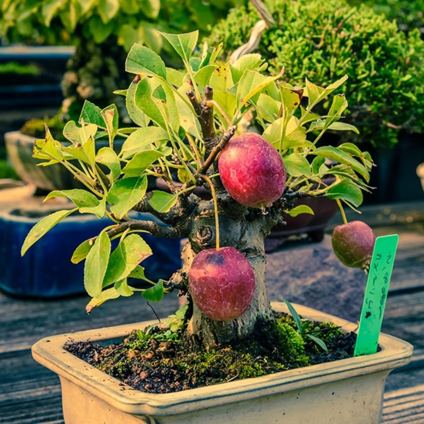 Dwarf Bonsai Apple Tree Seeds - 50 Pack - Indoor Fruit Tree - Malus pumila - Miniature Apple Plant for Gardening