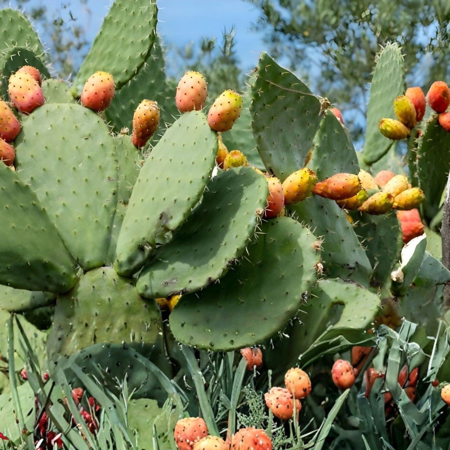 Coastal Prickly Pear Succulent 2 Pads Opuntia Littoralis Drought-Tolerant Cactus for Indoor Garden or Decor