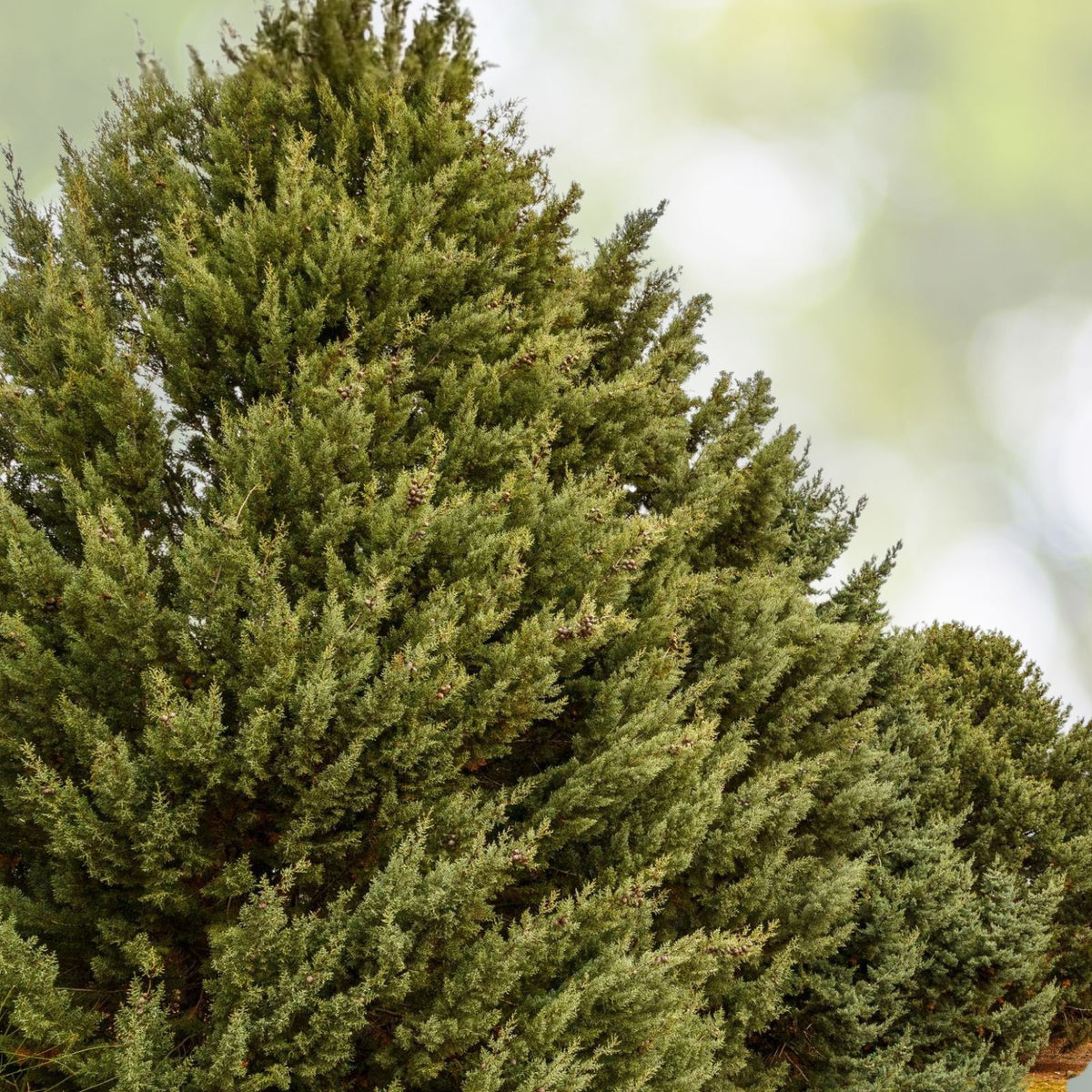 Murray Cypress Trees - 10 Live Plants - Evergreen Privacy Screen - Cupressus macrocarpa - 30-40 ft
