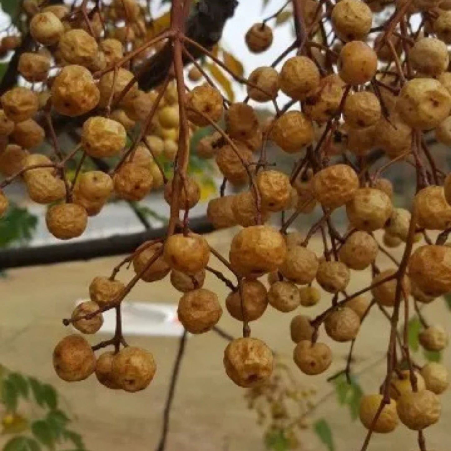 Chinaberry Tree Seeds 20 Pack - Melia Azedarach - Garden Planting Seeds for Landscaping and Ornamental Use