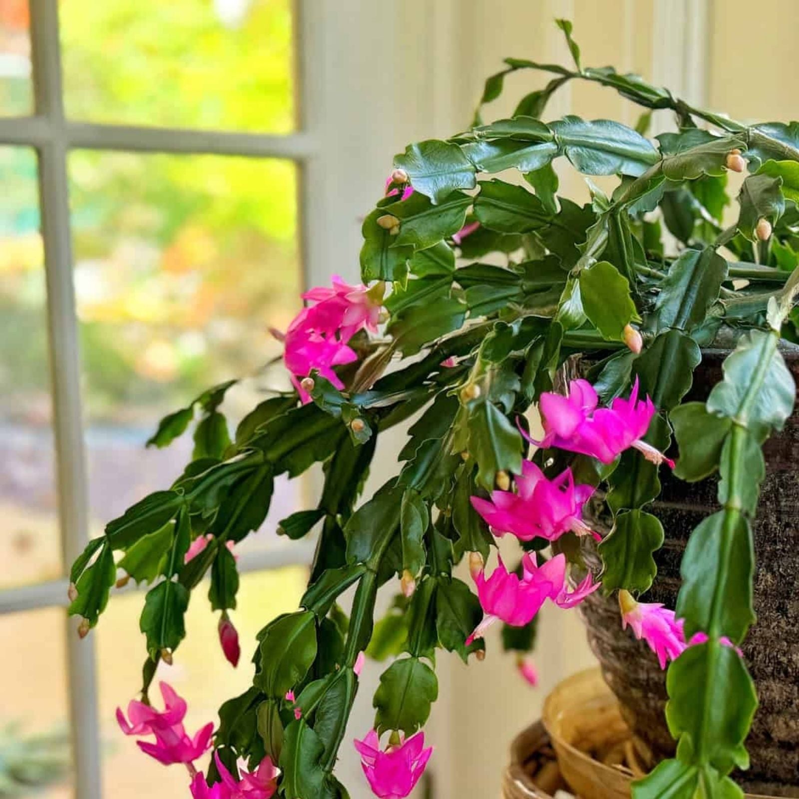 Pink Christmas Cactus Cuttings – Schlumbergera buckleyi – 3 Unrooted Propagation Cuttings for Indoor Planting