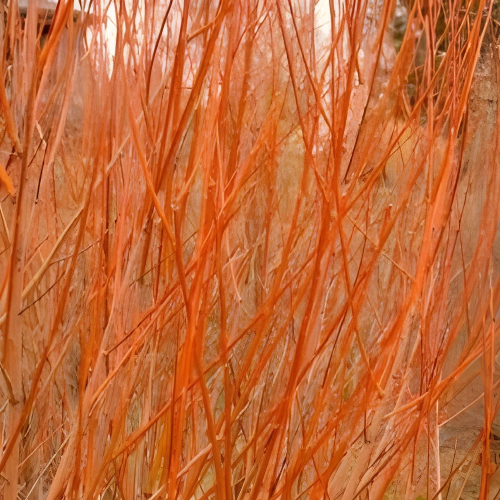 Flame Willow Trees 2 Pack - Vibrant Orange and Red Bark - Salix elaeagnos - Ornamental Shrubs for Landscaping