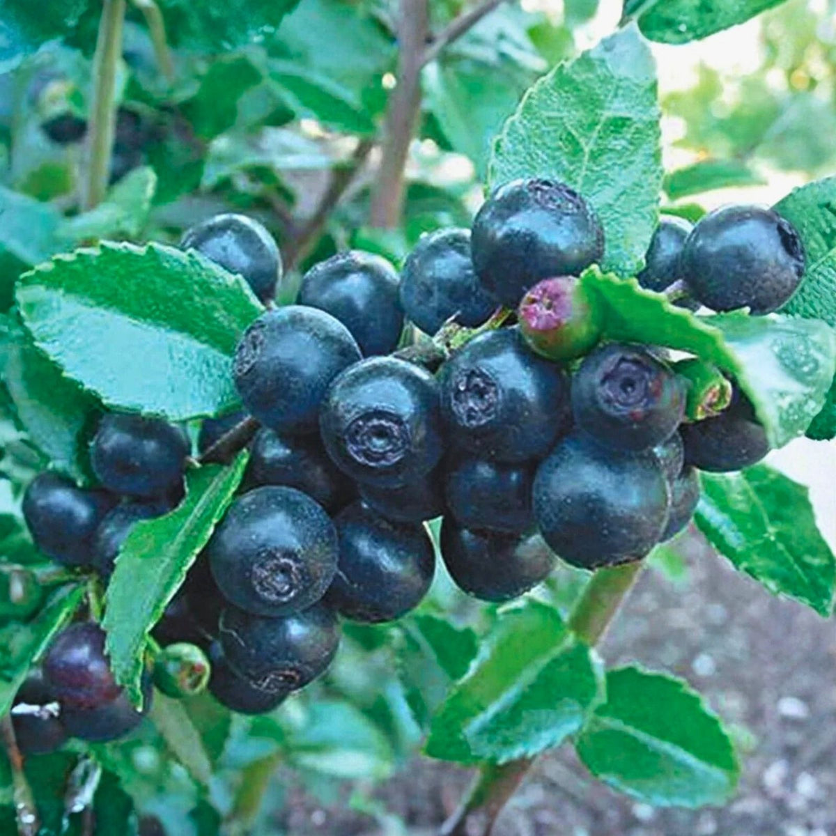 Azure Huckleberry Seeds 125/300/500 Count Non-GMO Flower Seeds Vaccinium membranaceum Wild Berry Plant Seeds