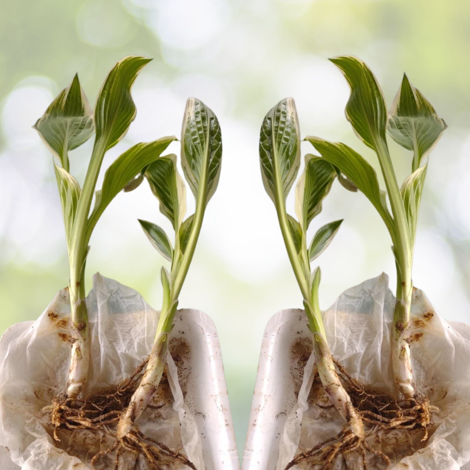 Patriot Variegated Hosta Root Plants - 2 Pack - Hosta 'Patriot' - Perfect for Shade Gardens and Landscape Design