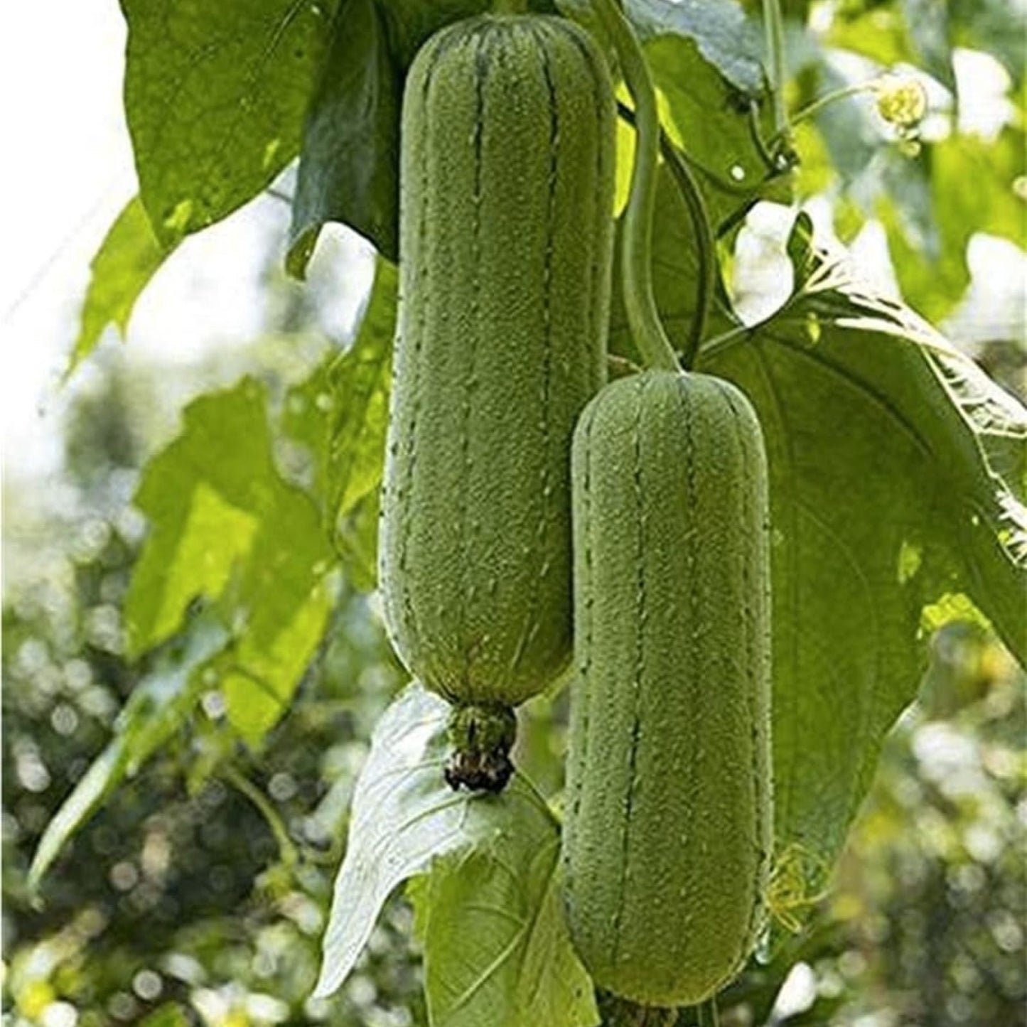 Sponge Gourd Seeds 20 Pack - Luffa Gourd Organic Vegetable Seeds for Easy Gardening, Exotic Plant, Luffa cylindrica