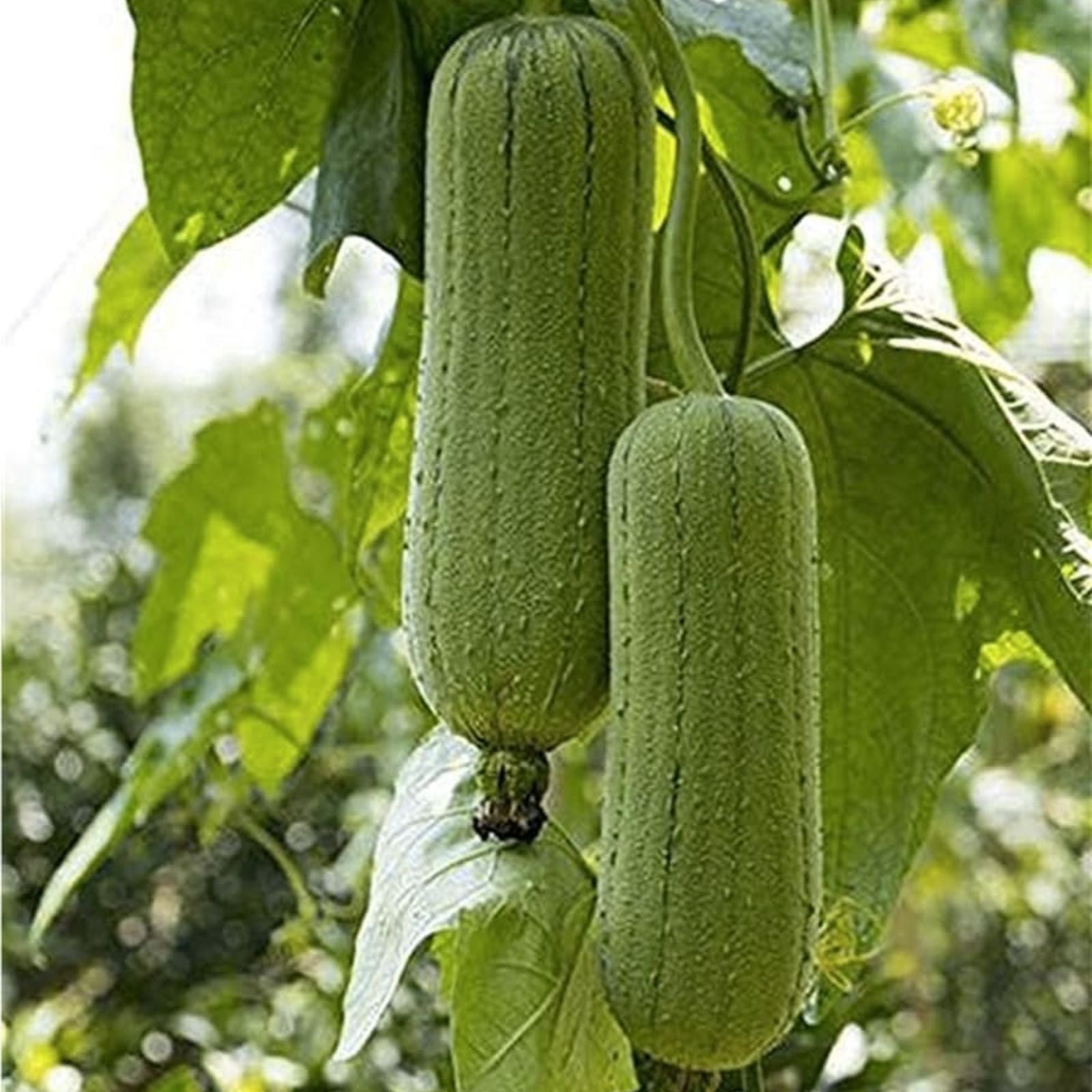 Sponge Gourd Seeds 20 Pack - Luffa Gourd Organic Vegetable Seeds for Easy Gardening, Exotic Plant, Luffa cylindrica