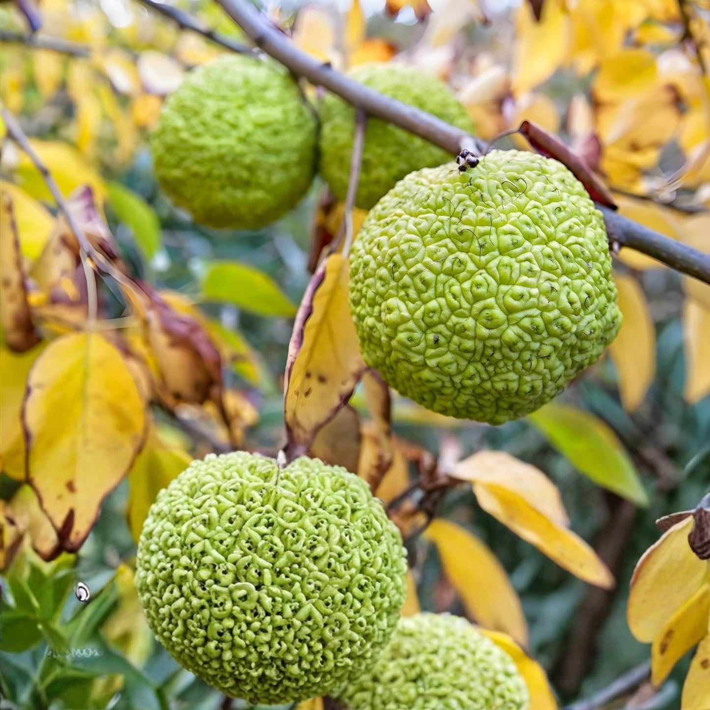 10 Hedge Apple Seeds - Osage Orange, Horse Apple, Monkey Ball - Maclura Pomifera Tree Seeds