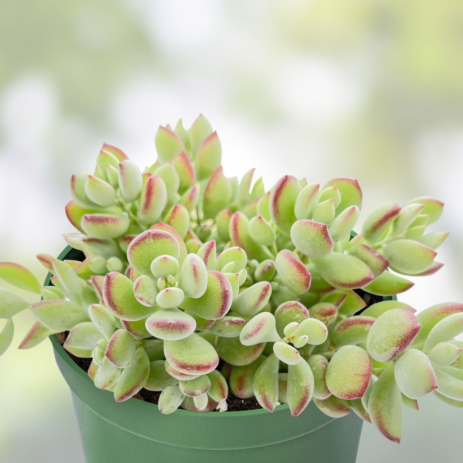 Live Cotyledon Pendens Plant - Trailing Succulent in 4" Pot - Easy Care Indoor Plant - Unique Succulent for Gardening