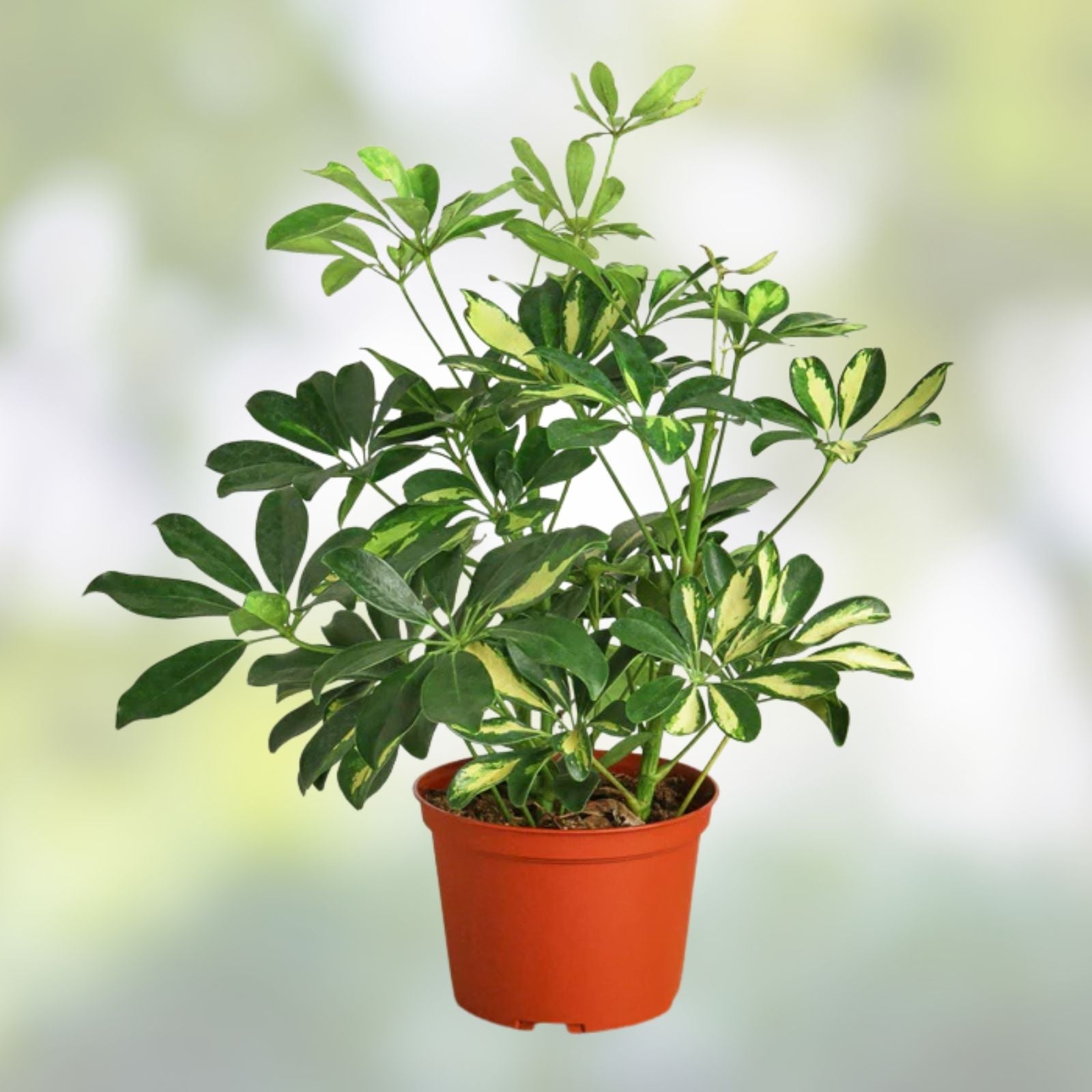 Variegated Schefflera Plant Cuttings | Tropical Indoor Houseplant | Bright Green & Cream Leaves | Schefflera arboricola
