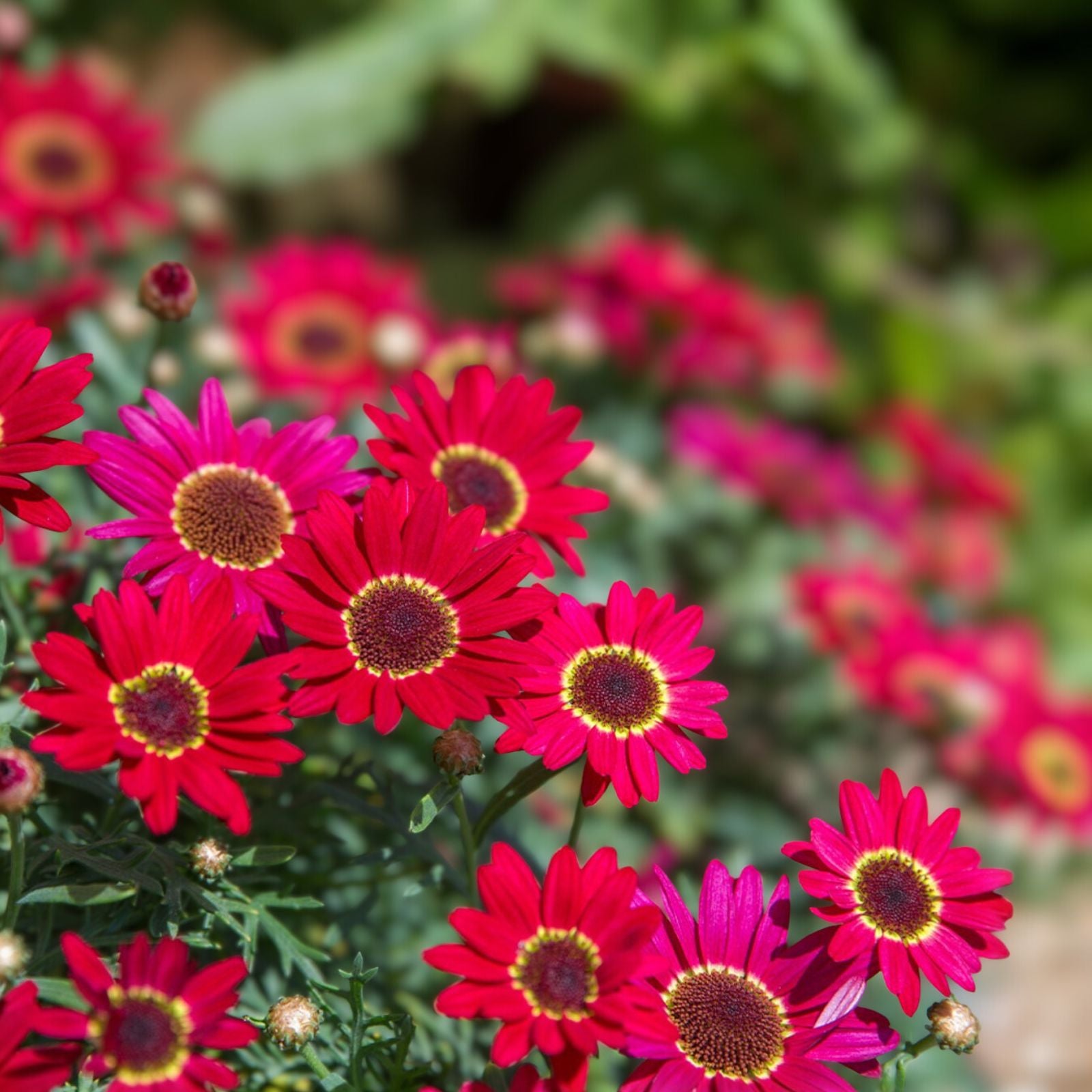 Perennial Plants - 2-Pack - Argyranthemum frutescens 'Grandaisy Red' - Vibrant Red Daisy Flowers in 3" Pots