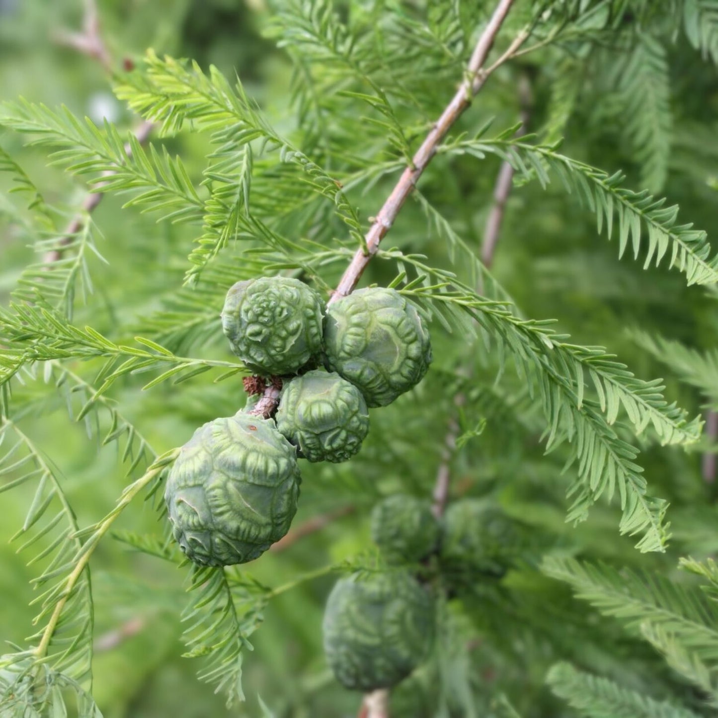 Bald Cypress Tree - 12-24 in - Taxodium distichum - Deciduous Conifer - Dormant Plant - Southern Native