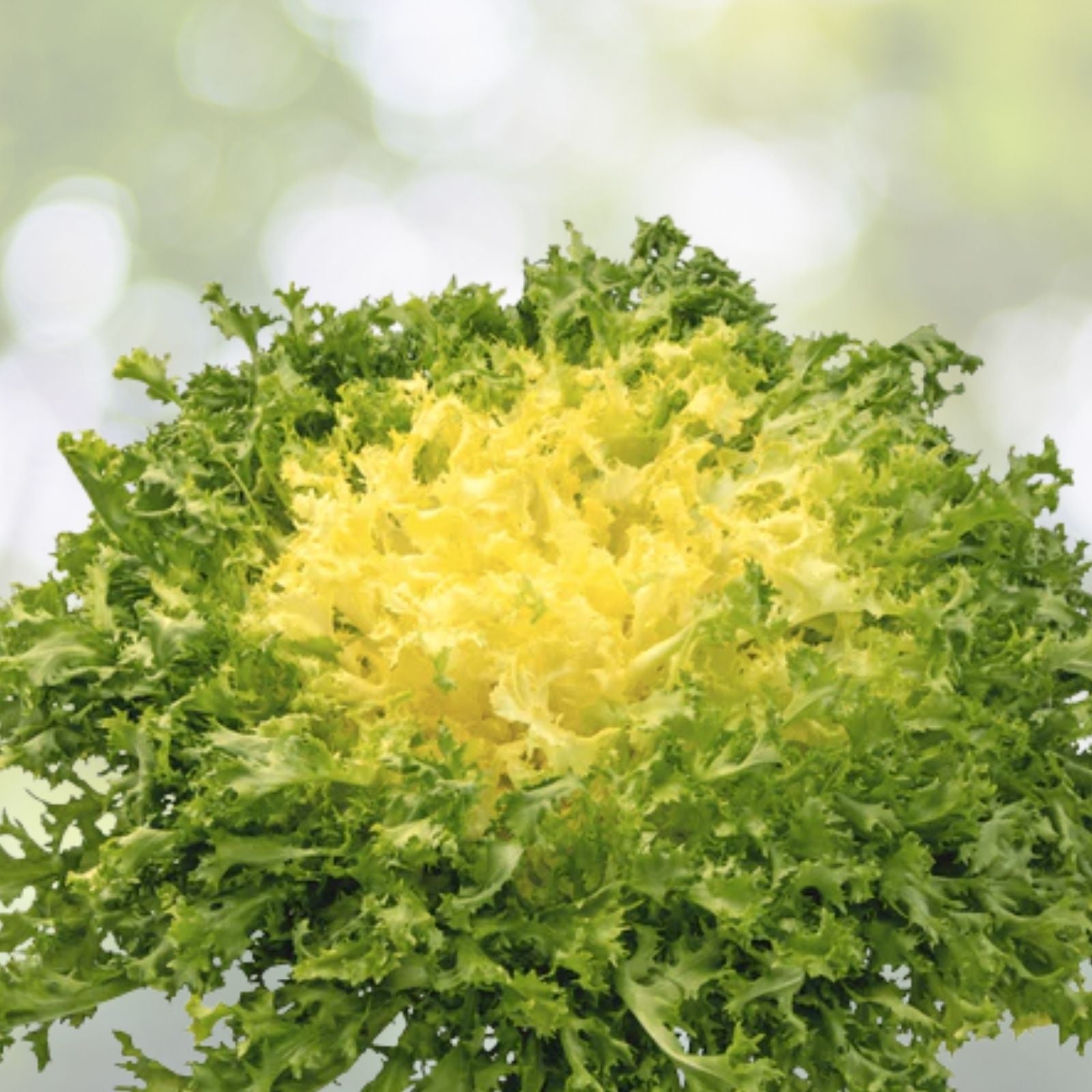 Broadleaf Batavian Endive Seeds - 500+ Organic Cichorium endivia Escarole Vegetable Seeds USA