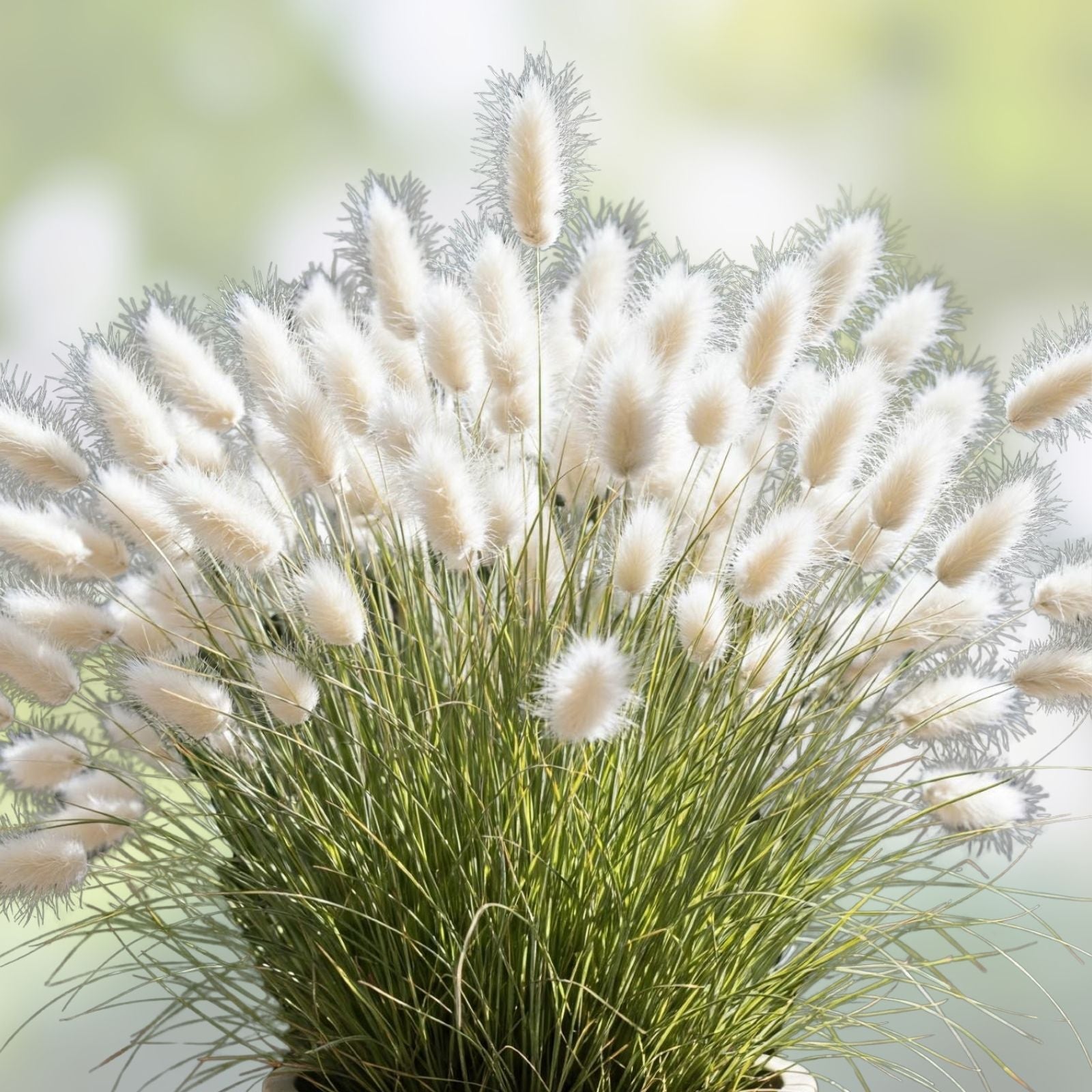 Bunny Tails Seeds 25 Pack - Easy to Grow Ornamental Grass for Gardens - Lagurus ovatus