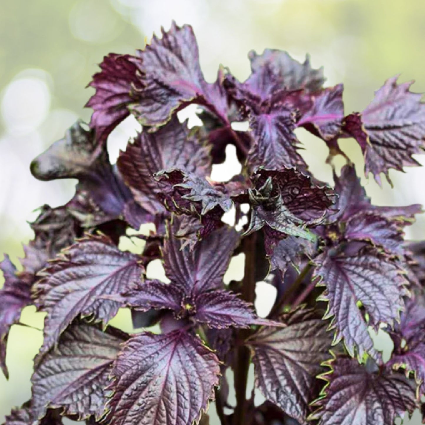 Bare Root Red/Purple Perilla frutescens Shiro Live Plant 3 Pack