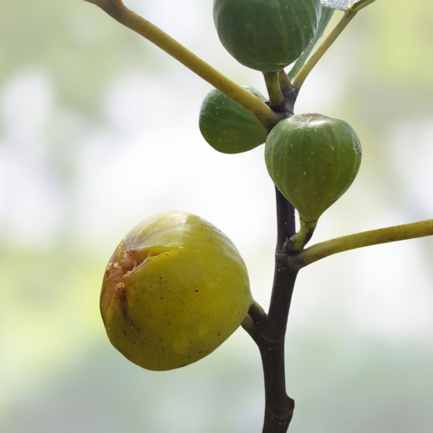 Fig Tree Cuttings 3 White Adriatic Ficus carica - Fruit Bearing, Easy to Grow, Free US Shipping