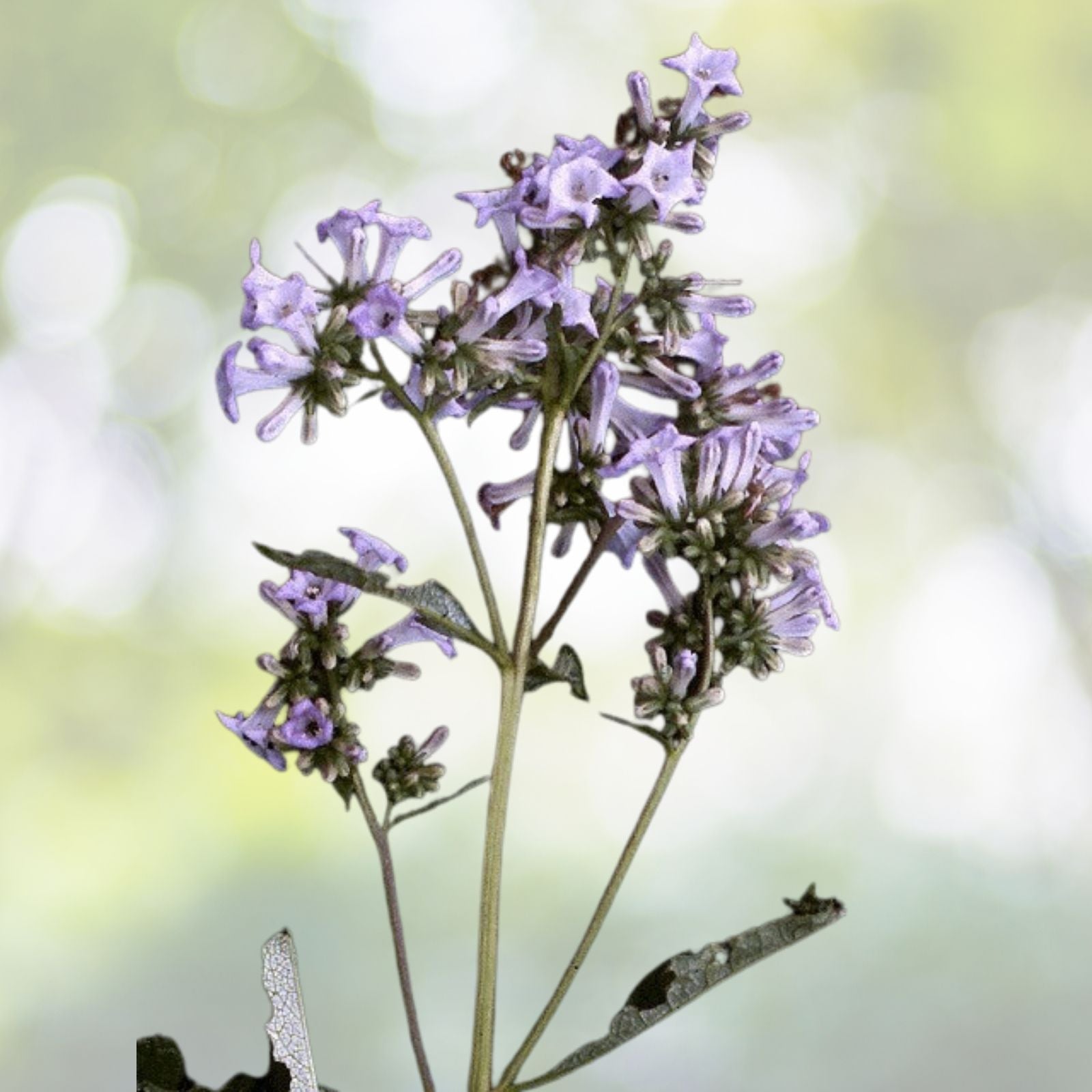 Yerba Santa Seeds - Organic Herbal Eriodictyon californicum - 20+ Seeds for Planting - Free Shipping