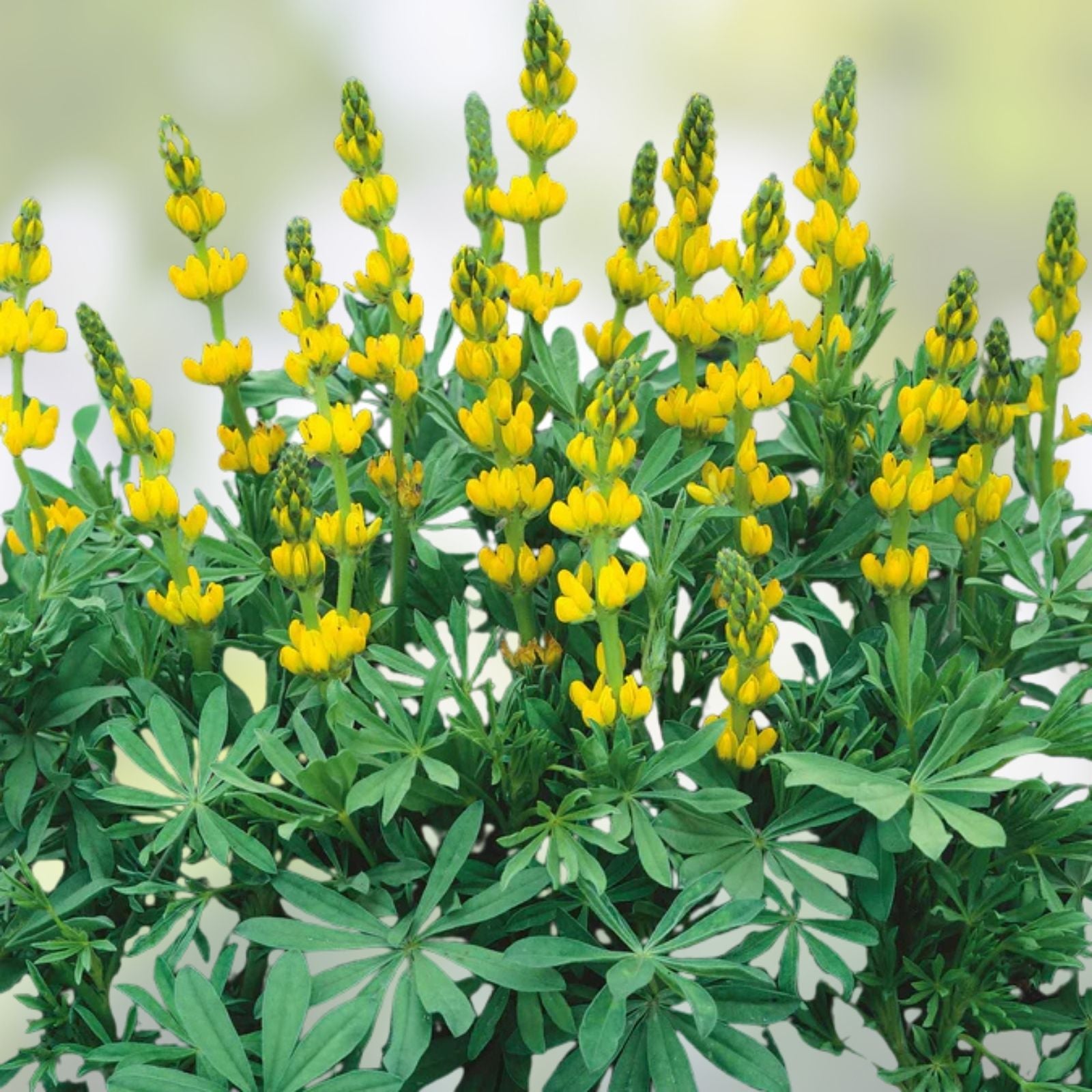 Lupine Seeds 100 Count Golden Yellow Variety Wildflower Seeds Perennial Lupinus perennis for Garden Planting