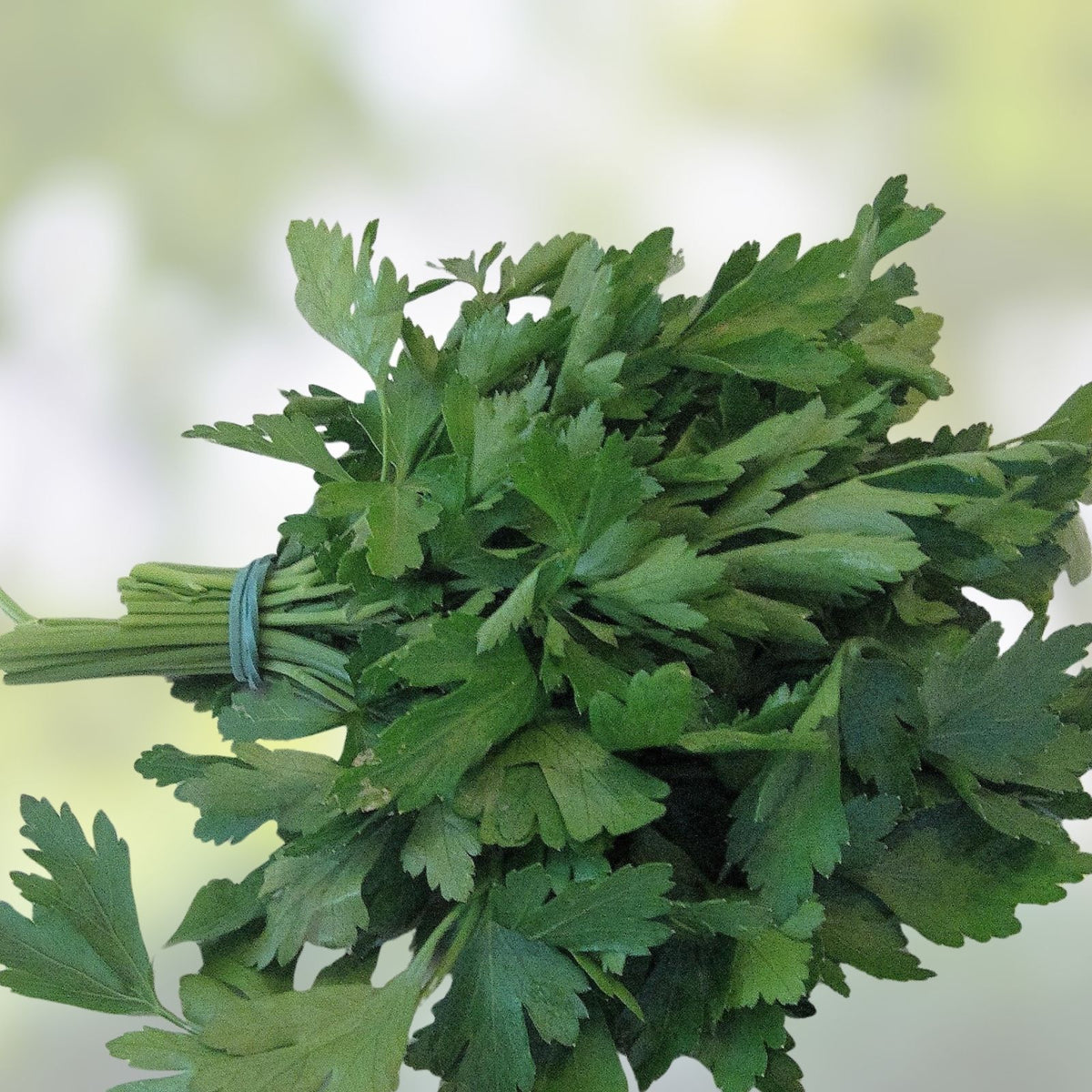 Dark Green Italian Heirloom Parsley Seeds - Non-GMO 1000 Seeds Petroselinum crispum Herb Seed