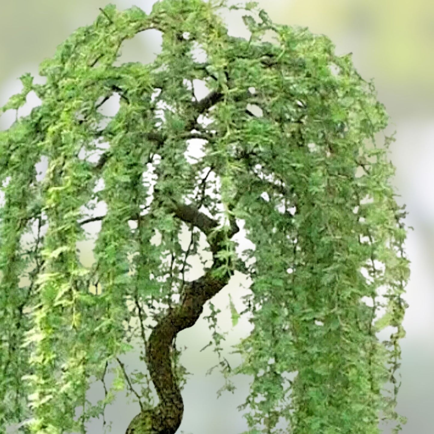Dwarf Weeping Willow Tree Cuttings - Salix babylonica - 2 Healthy Live Plant Cuttings for Easy Growth