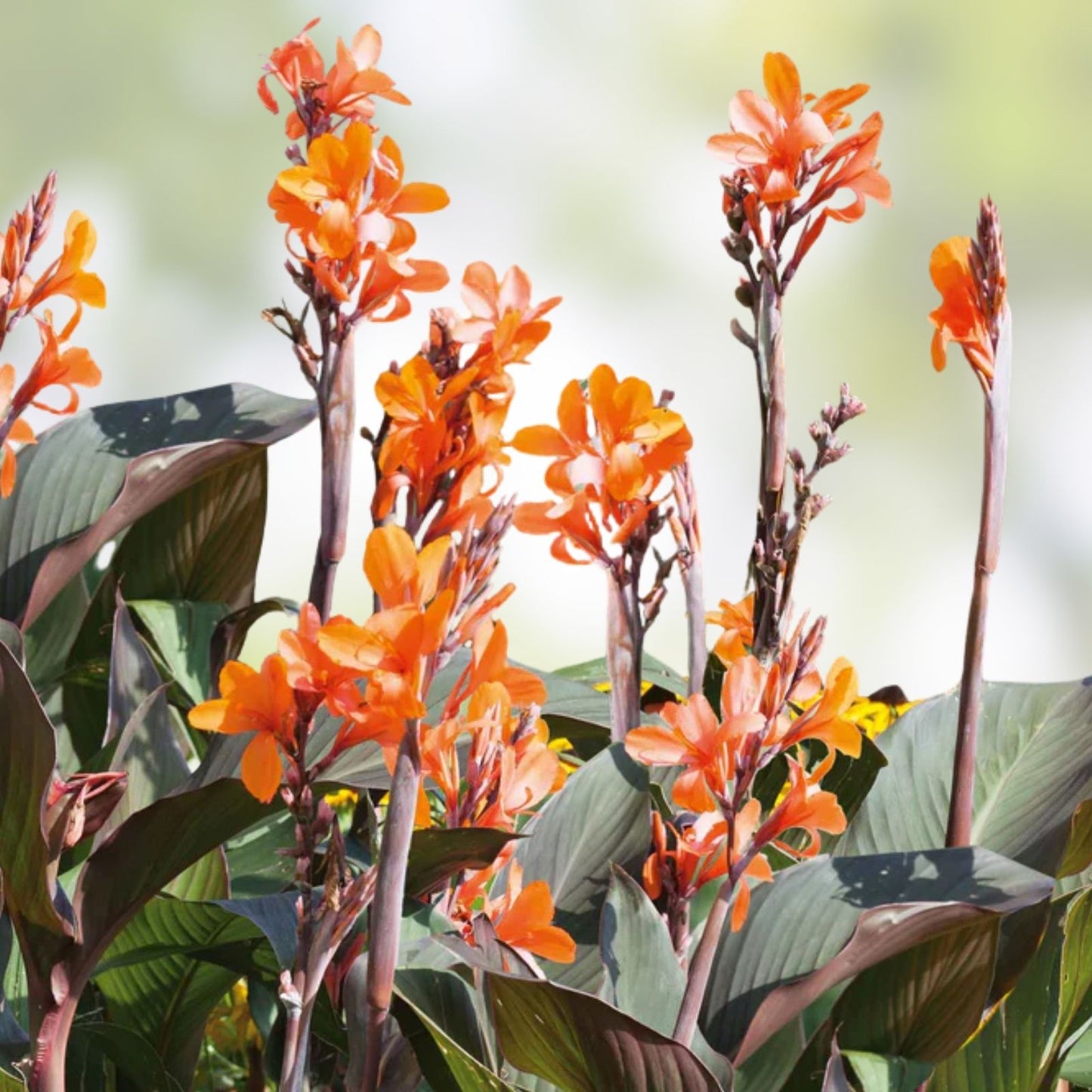 Canna Lily Bulbs 3-Pack Orange Flowers Purple Variegated Leaves Perennial Plant Canna Wyoming