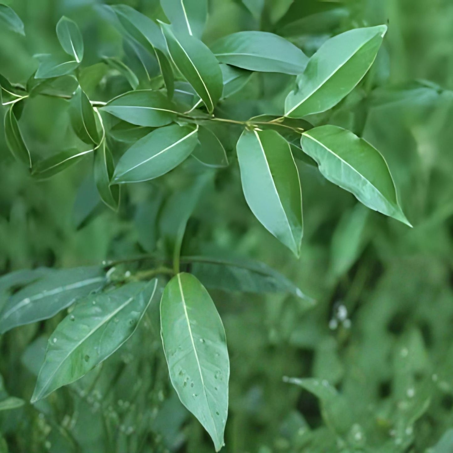 Bay Leaf Willow Cuttings – 2 Healthy Salix pentandra Propagation Plants for Indoor & Outdoor Gardening