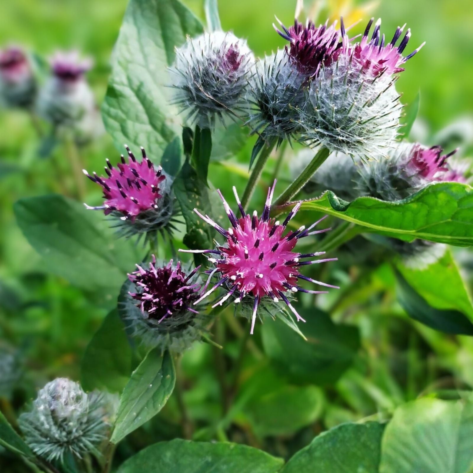 Burdock Live Starter Plant - Bare Root, Arctium lappa, Herbal Taproot, Hardy for Zones 5-9